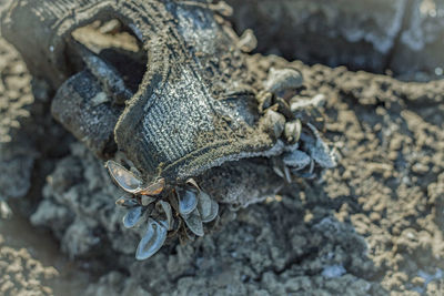 Close-up of lizard