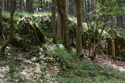 View of trees in forest