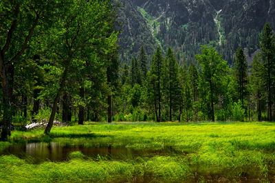 Trees growing at forest