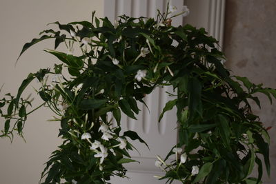 Close-up of plant against tree at home