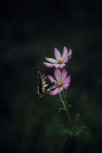 Close-up of butterfly pollinating on flower