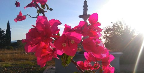 Close-up of pink bougainvillea blooming against sky