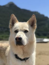 Close-up portrait of a dog