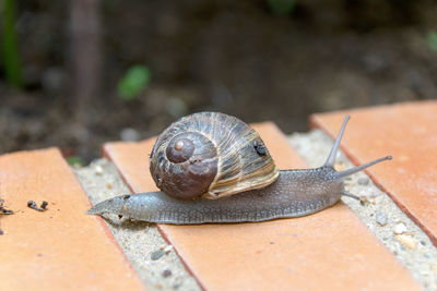 Close-up of snail