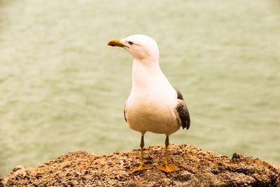 Seagull perching on rock by sea