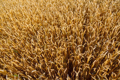 Full frame shot of wheat field