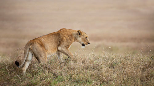 Side view of cat on field