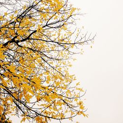 Low angle view of tree against clear sky