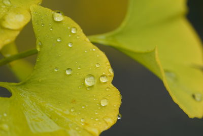 Close-up of raindrops on yellow leaves