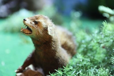 Close-up of dead animal at zoo