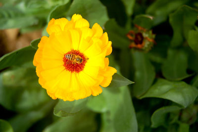 Close-up of insect on yellow flower