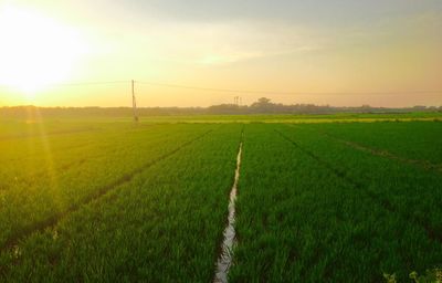 Scenic view of agricultural field against sky during sunset