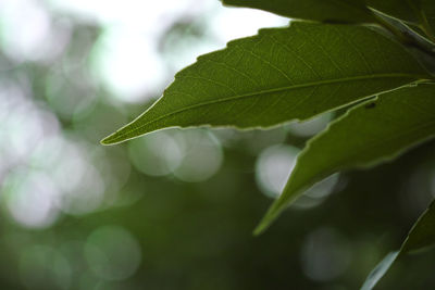 Close-up of fresh green leaves