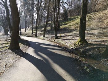 Shadow of trees on road