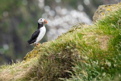 Bird perching on rock