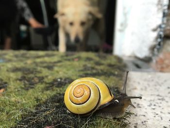 Close-up of snail