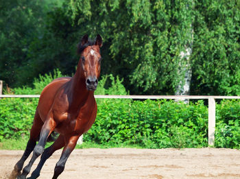 Horse running on field against trees