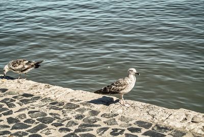 High angle view of seagull perching on sea shore