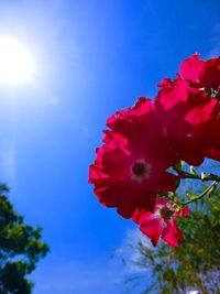 Low angle view of pink flowers