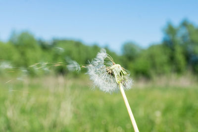 Close-up of dandelion flower on field