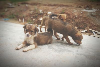 Dogs sitting in a farm