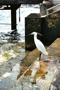 Seagull perching on a lake