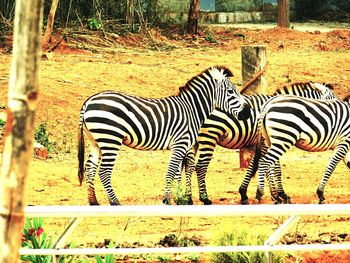 Zebra on field