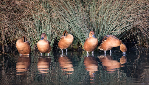 View of birds in lake