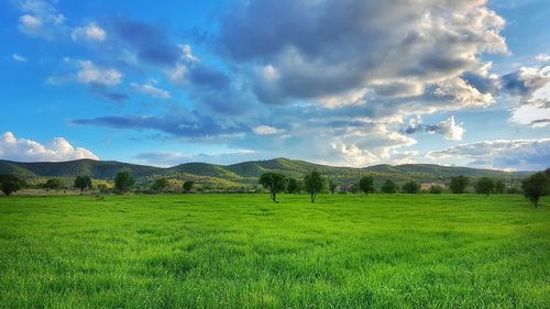 Scenic view of field against sky