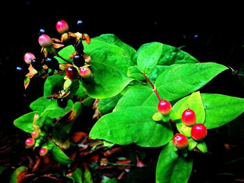 Close-up of red berries growing on plant