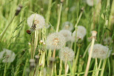 Close-up of butterfly pollinating on flower