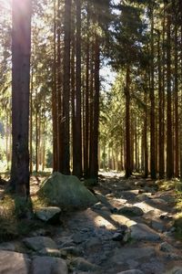 Trees in forest