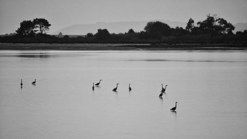 Birds flying over lake against sky