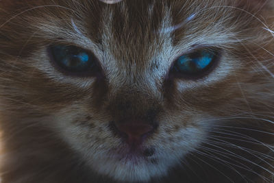 Close-up portrait of a cat