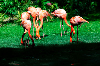 View of birds on field