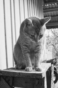 Close-up of cat looking away