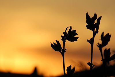 Close-up of silhouette plant against orange sky