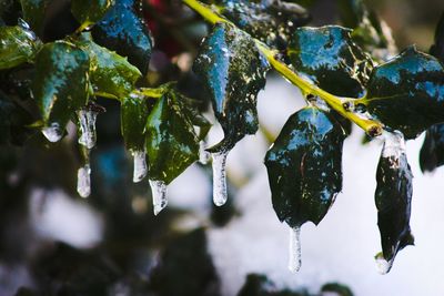 Close-up of snow on tree during winter