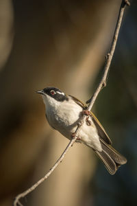 Close-up of bird perching on twig