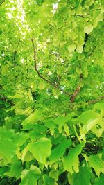 Close-up of leaves on tree