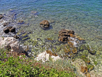 High angle view of turtle in sea