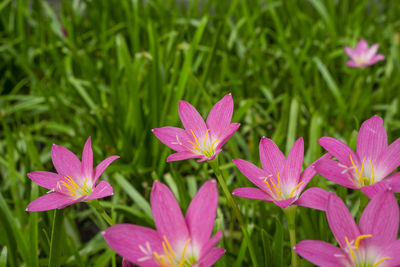 Pink rain lily petals on green linear leaf, corolla blooming know as rainflower