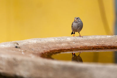 Bird perching on a wall