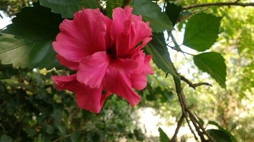 Close-up of pink hibiscus blooming outdoors