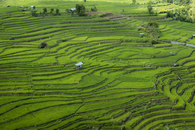 Scenic view of agricultural field