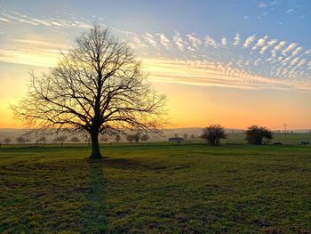 Bare tree on field against sky during sunset