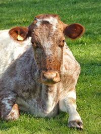 Portrait of cow on field