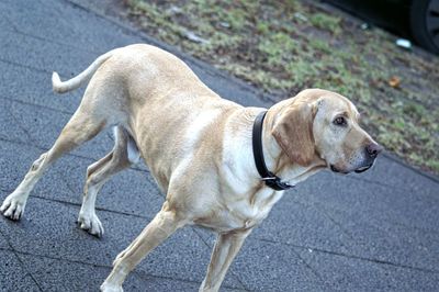 Close-up of dog sitting on sidewalk