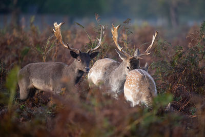 Deer in a field