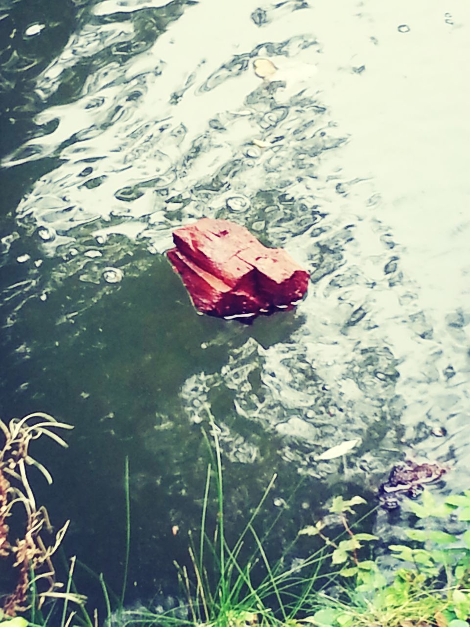 water, lake, reflection, red, high angle view, nature, nautical vessel, day, tranquility, plant, boat, floating on water, season, outdoors, wet, close-up, leaf, beauty in nature, no people, transportation